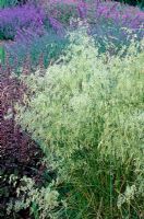 Deschampsia cespitosa 'Goldschleier' Golden Veil - Tufted hair grass, Tussock grass.