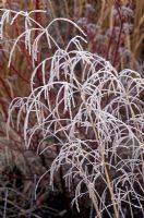Deschampsia cespitosa Goldtau Syn. Golden Dew - Tufted hair grass, Tussock grass.
frost