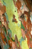 Eucalyptus dalrympleana - Gum tree, Ironbark, Broad-leaved kindling bark.