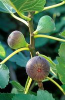 Ficus carica 'Violette De Sollies' - Fig with fruit  