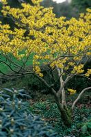 Hamamelis x intermedia 'Pallida' - Witch Hazel flowering in January 