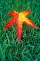 Liquidambar styraciflua 'Worplesdon' -  Satinwood leaf on grass in October 
