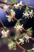 Lonicera x purpusii - Winter Beauty 