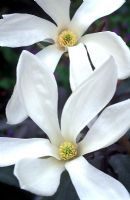Magnolia x kewensis 'Wada's Memory' 