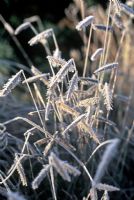 Bouteloua gracilis -  Blue grama with frost in December 