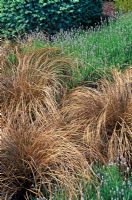 Carex comans Bronze - Sedge with Lavandula - Lavender in July  