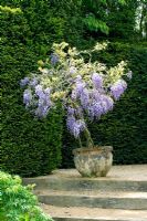 Small Wisteria growing in pot in early summer against Yew hedging
