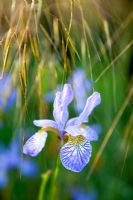 Iris sibirica 'Papillon' and Stipa gigantea 