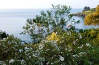 Summer garden by the sea. White Cistus and view across Salcombe estuary - The Moult, Salcombe, Devon