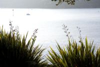 Phormiums and view over the Salcombe estuary - The Moult, Salcombe, Devon