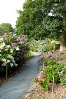 Hydrangeas. National collection at Holehird garden, Windermere