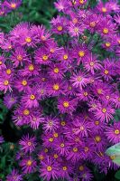 Aster amellus 'Veilchenkonigin' syn 'Violet Queen' - European michaelmas daisy