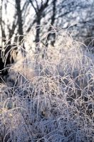Deschampsia cespitosa 'Goldtau' syn 'Golden Dew' - Tufted hair grass with frost in Winter .