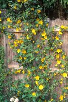Fremontodendron californiaum - Flannel Bush 