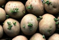 Solanum tuberosum - Potato 'Swift' chitted in March
