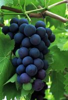 Vitis vinifera 'Black Hamburgh'