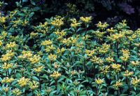 Sedum aizoon 'Aurantiacum' syn Euphorbioides flowering in May