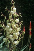 Yucca gloriosa 'Nobilis' with Kniphofia natalescens. 