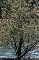 Salix erythroflexuosa - twisted willow