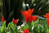 Tulipa preastans 'Fusilier'