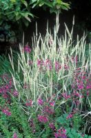 Holcus mollis 'Albovariegatus' - Creeping soft grass with Diascia in June 