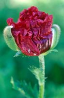 Papaver 'Medallian' - Opening poppy sequence 3 - Close up of petals unfolding