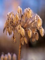 Agapanthus - close up of frosted seedhead.