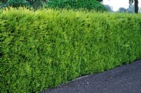 Chamaecyparis lawsoniana 'Yvonne' - Conifer with yellow green foliage used as hedge