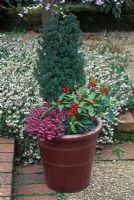 Winter containers with Chamaecyparis thyoides 'Rubicon', Erica carnea 'Myretoun Ruby' and Skimmia reevesiana