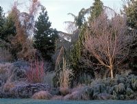 View of frosty mixed border at Foggy Bottom, Bressingham, Norfolk 

