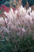 Miscanthus sinensis 'Kleine Fontane'.  Close up of grass in border with white pink flowers.