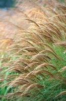 Miscanthus sinensis 'Kleine Silberspinne'. Portrait of hair-like flowers in the autumn.