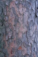 Pinus koraiensis 
