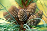 Pinus koraiensis 'Silveray' - Close up of cones 