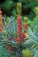 Pinus parviflora 'Bonnie Bergman' - Close up of male flowers