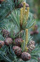 Pinus parviflora 'Negishi' - Close up of cones and new growth 
