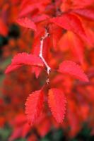 Prunus incisa 'Kojo No Mai' - Close up of bright red foliage