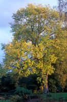 Quercus robur - Oak  