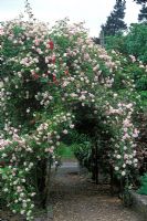 Rosa 'Cecile Brunner' growing over arch