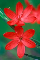 Schizostylis coccinea 'Major' - Kaffir lily 