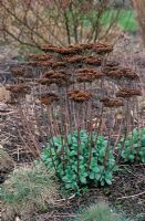 Sedum telephium 'Matrona' - Stonecrop in March with dried seedheads and fresh new growth