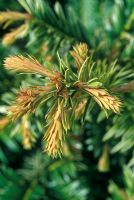 Taxus baccata 'Corleys Coppertip' - Yew 