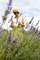Woman in Lavender field
