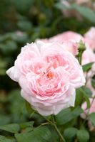 Rosa eglantyne 'Ausmark'
