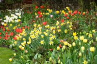Informal Tulip and Daffodil drifts in spring border - The Abbey House Gardens, Malmesbury, Wiltshire  