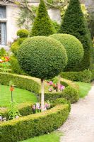 Topiary Box and Yew with informal spring planting between - The Abbey House Gardens, Malmesbury, Wiltshire  