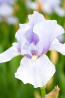 Iris 'Vista'