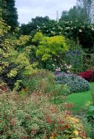 Fuchsia, Salvia, Robinia
pseudoacacia 'Frisia', Anenome japonica and Hosta in mixed late summer border - Eastgrove Cottage


Shrubs, trees and perennials. Country garden. Cottage. - 