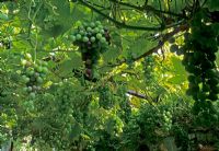 Vitis vinifera - Close up plant portrait of grapevine with grapes 