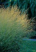 Molina caerulea 'Skyracer' - grass in evening light